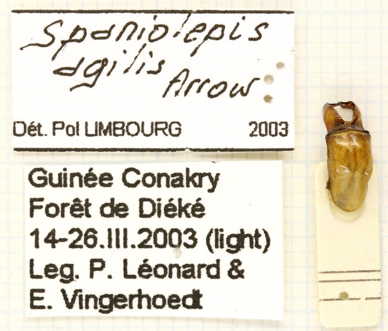 Spaniolepis agilis labels Spaniolepis agilis labels