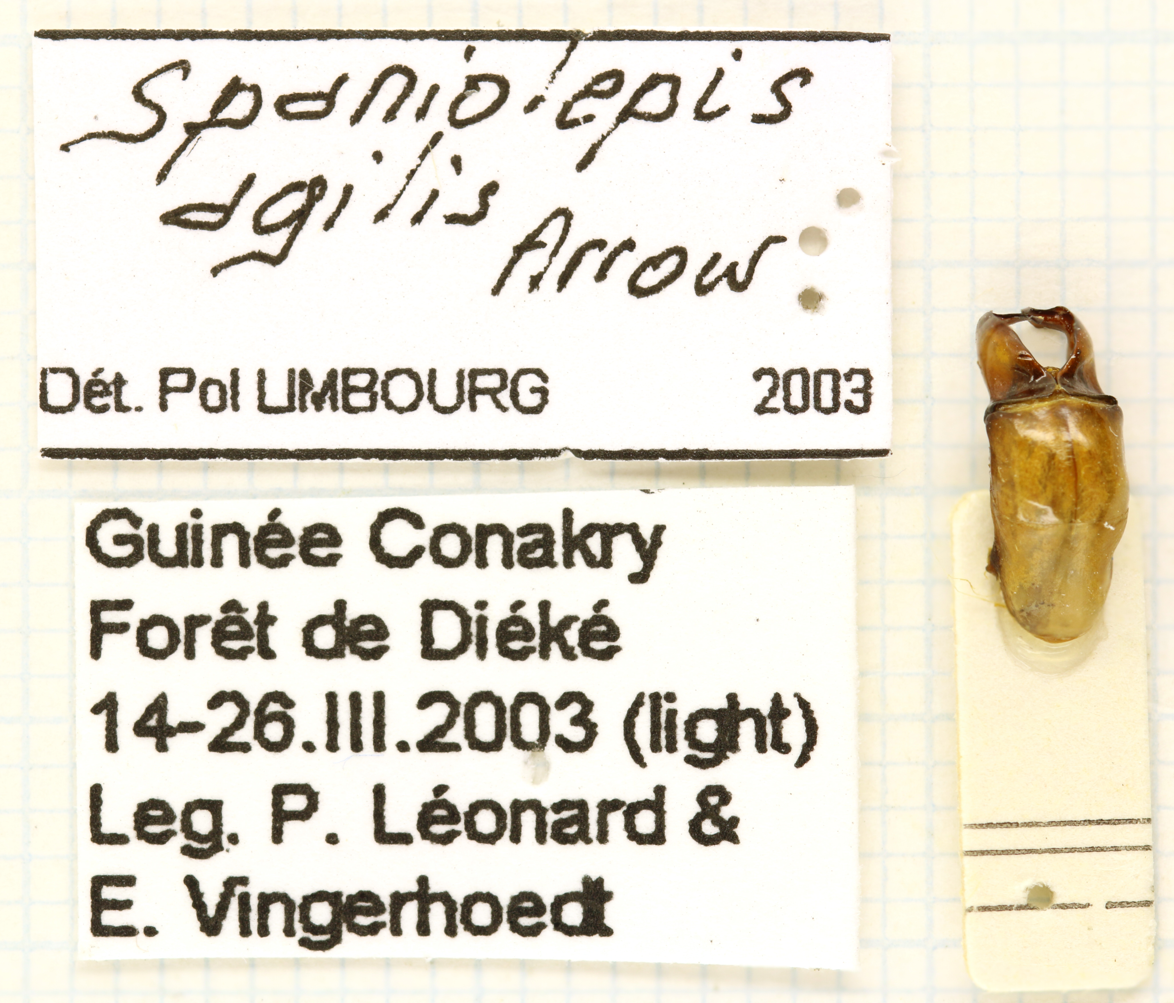 Spaniolepis agilis labels