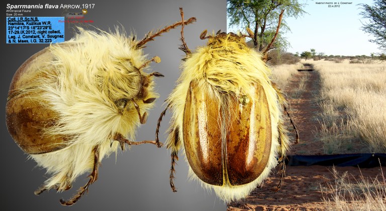 Sparrmannia flava overview