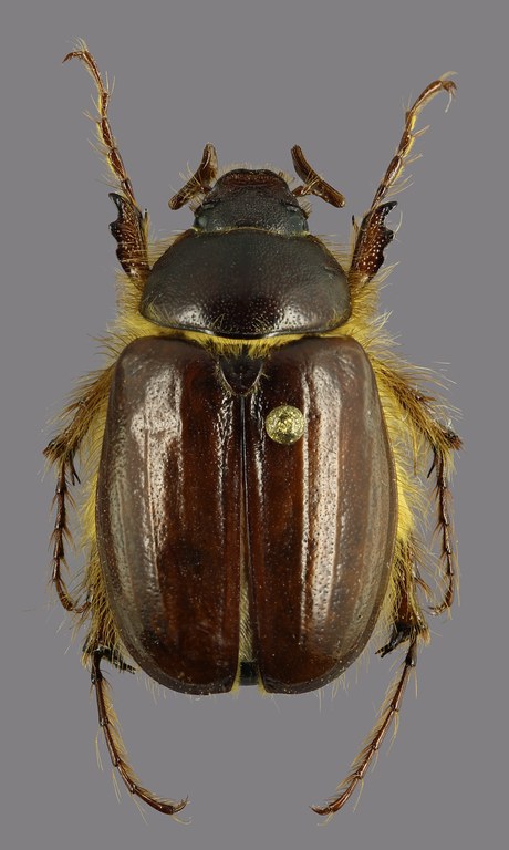 Tanyproctus (Tanyproctus) rufidens D