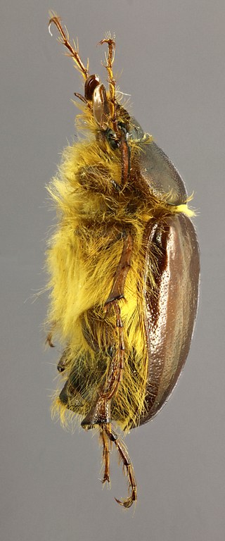 Tanyproctus (Tanyproctus) rufidens L