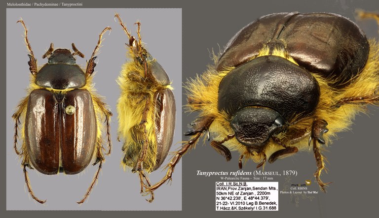 Tanyproctus (Tanyproctus) rufidens overview