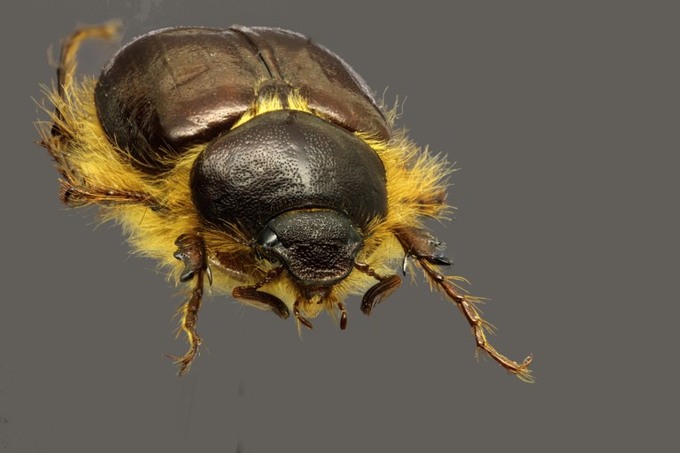 Tanyproctus (Tanyproctus) rufidens F