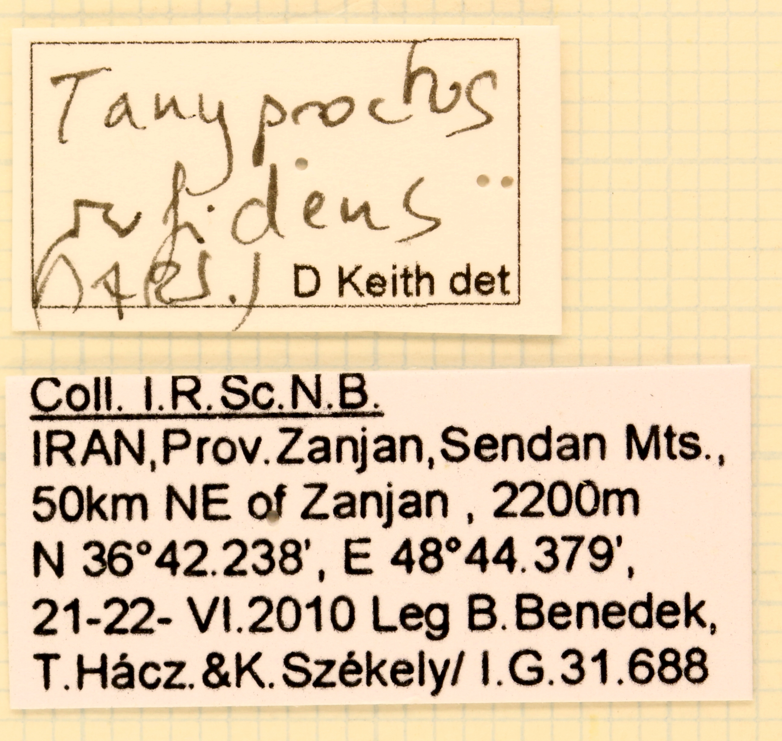 Tanyproctus (Tanyproctus) rufidens labels