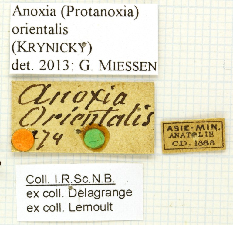 Anoxia orientalis labels Anoxia orientalis labels