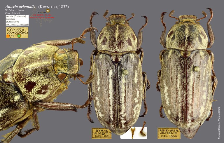 Anoxia orientalis overview Anoxia orientalis overview