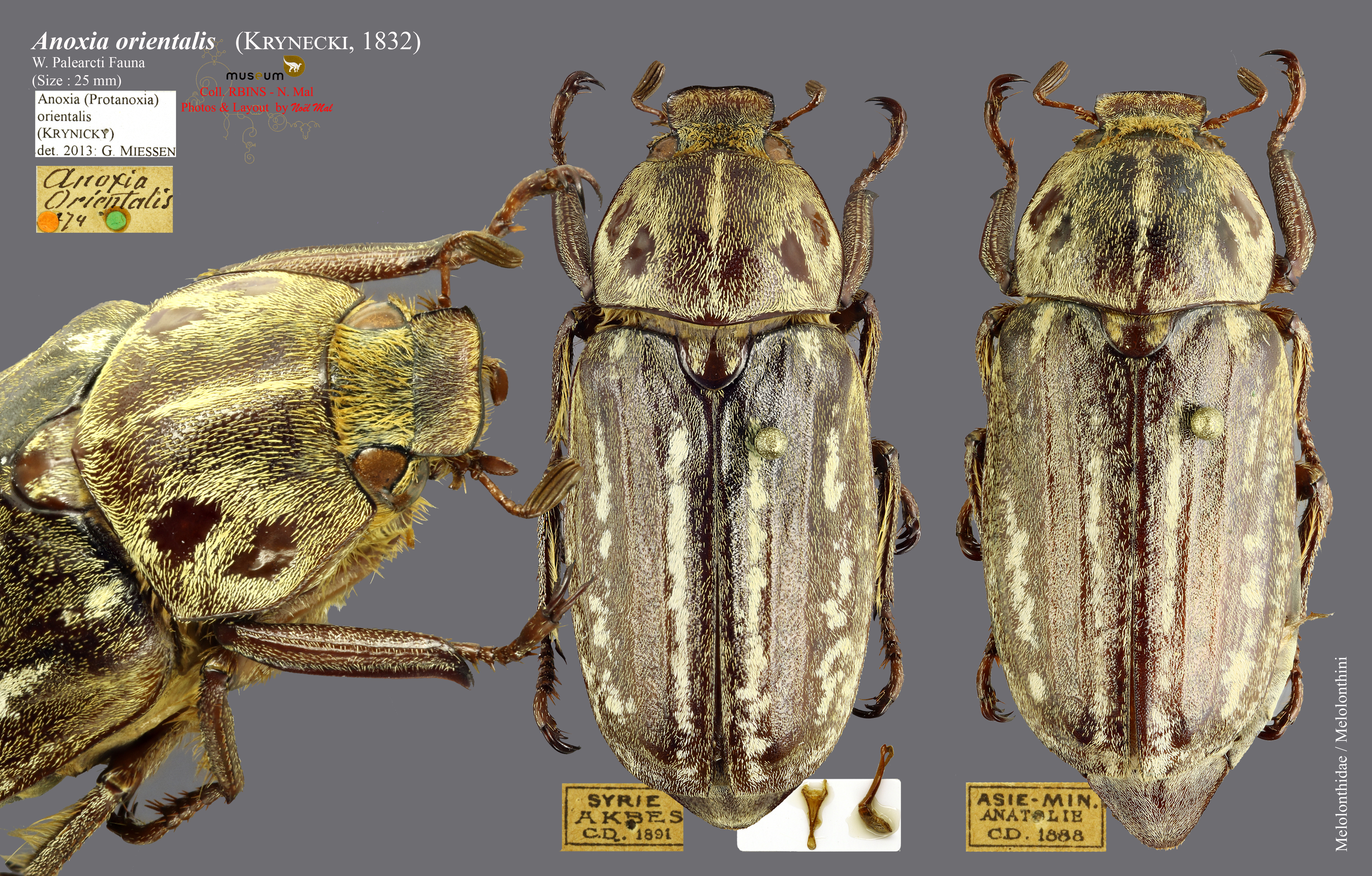 Anoxia orientalis overview