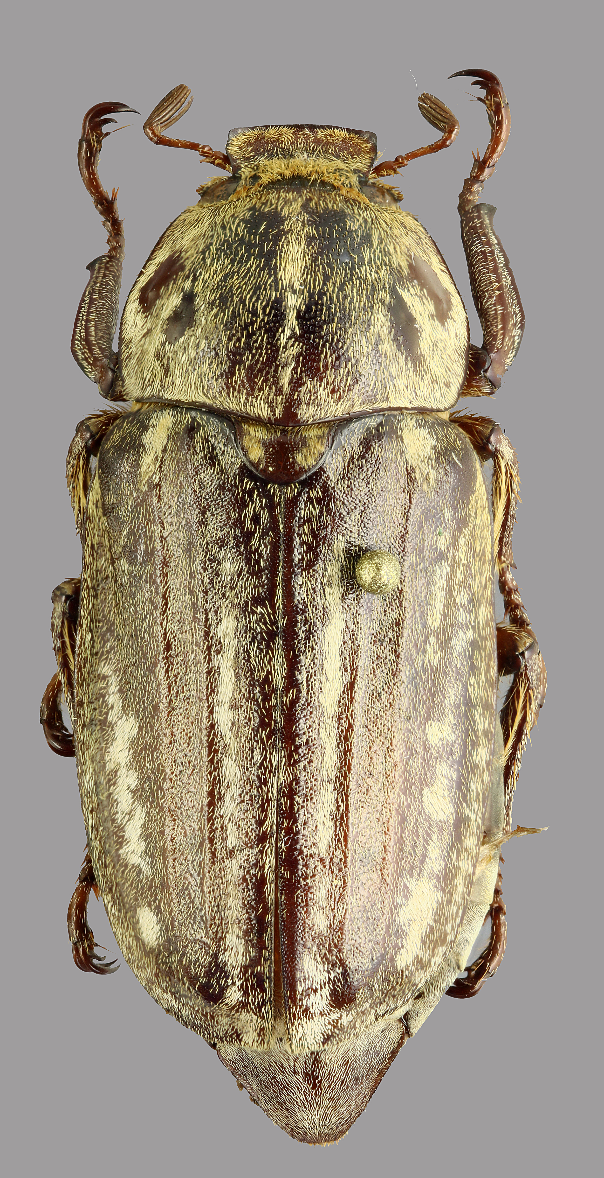 Anoxia orientalis D