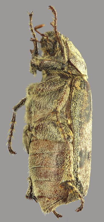 Brachypholis sjoestedti L