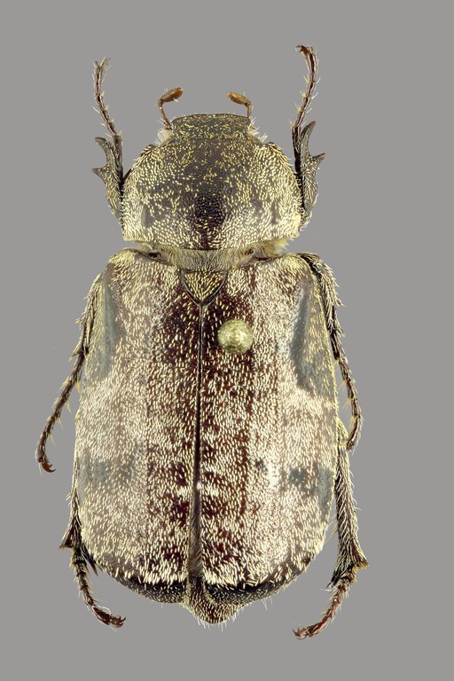 Brachypholis sjoestedti D