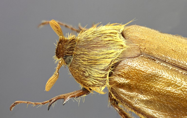 Cephaloncheres affinis F