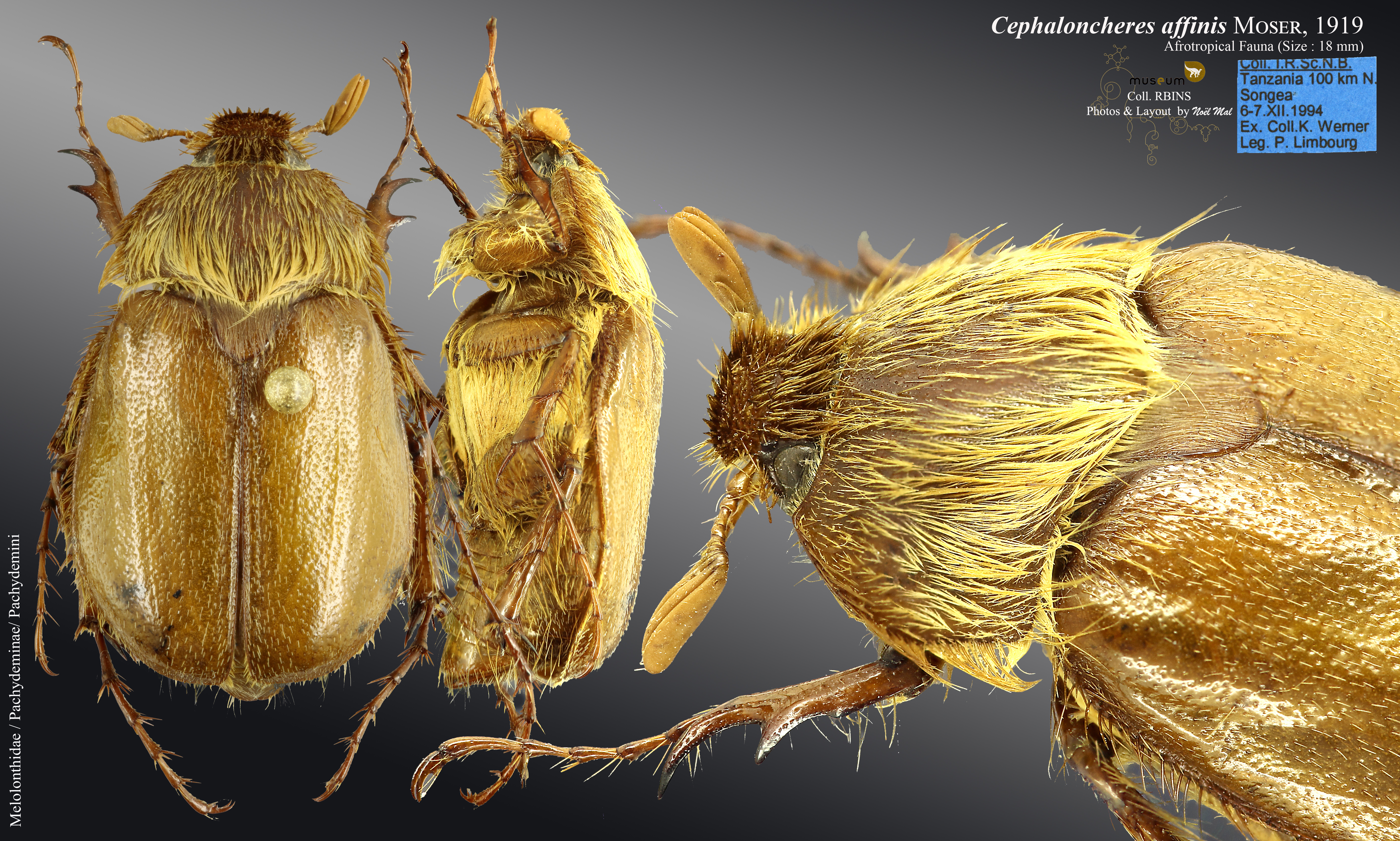 Cephaloncheres affinis overview