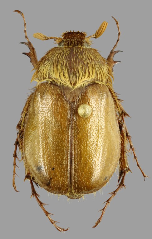 Cephaloncheres affinis D