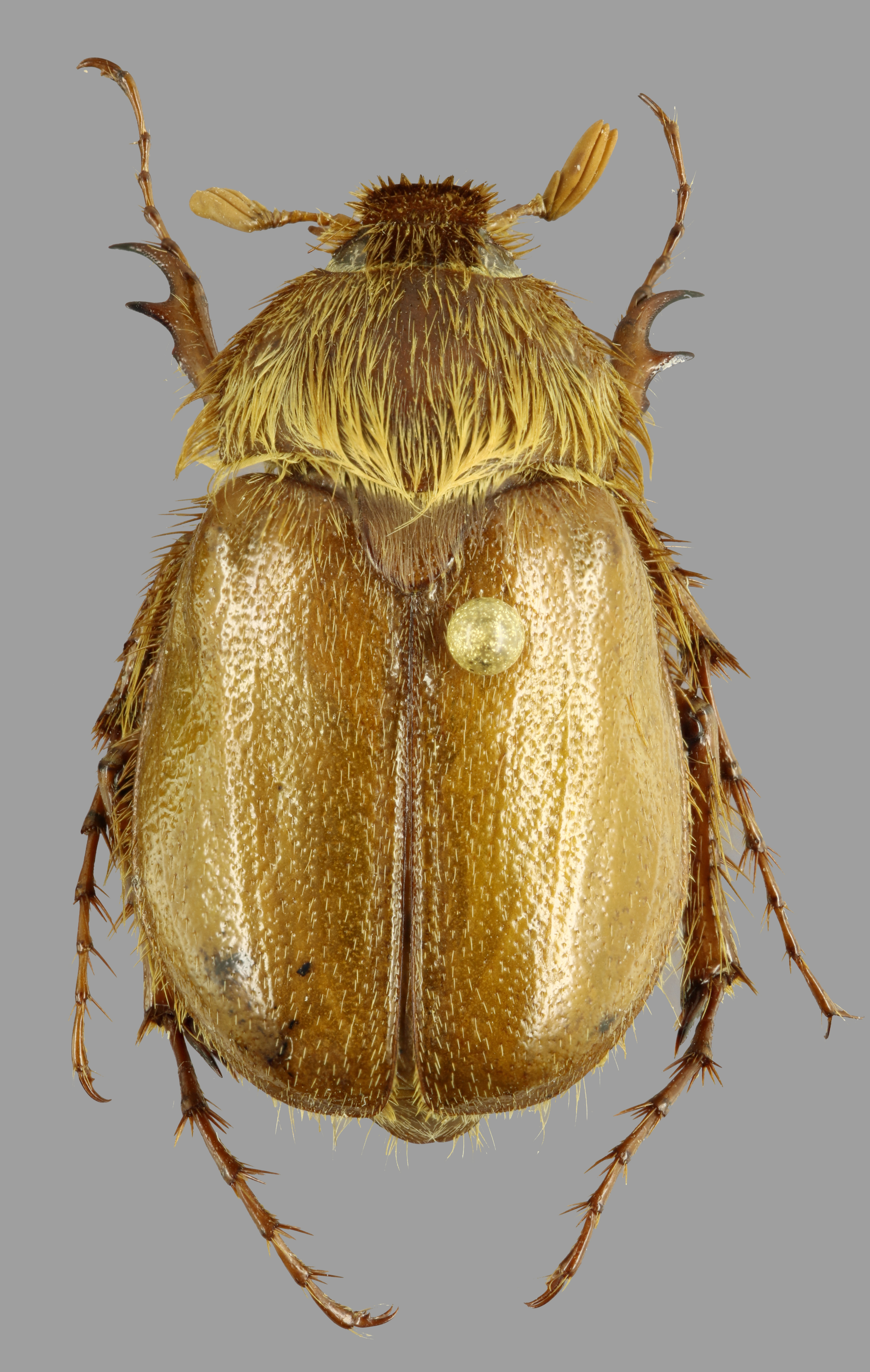 Cephaloncheres affinis D