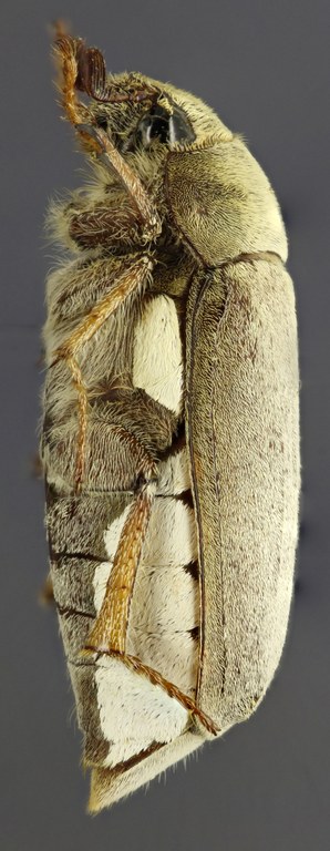 Clypeolontha bertiae L Clypeolontha bertiae L