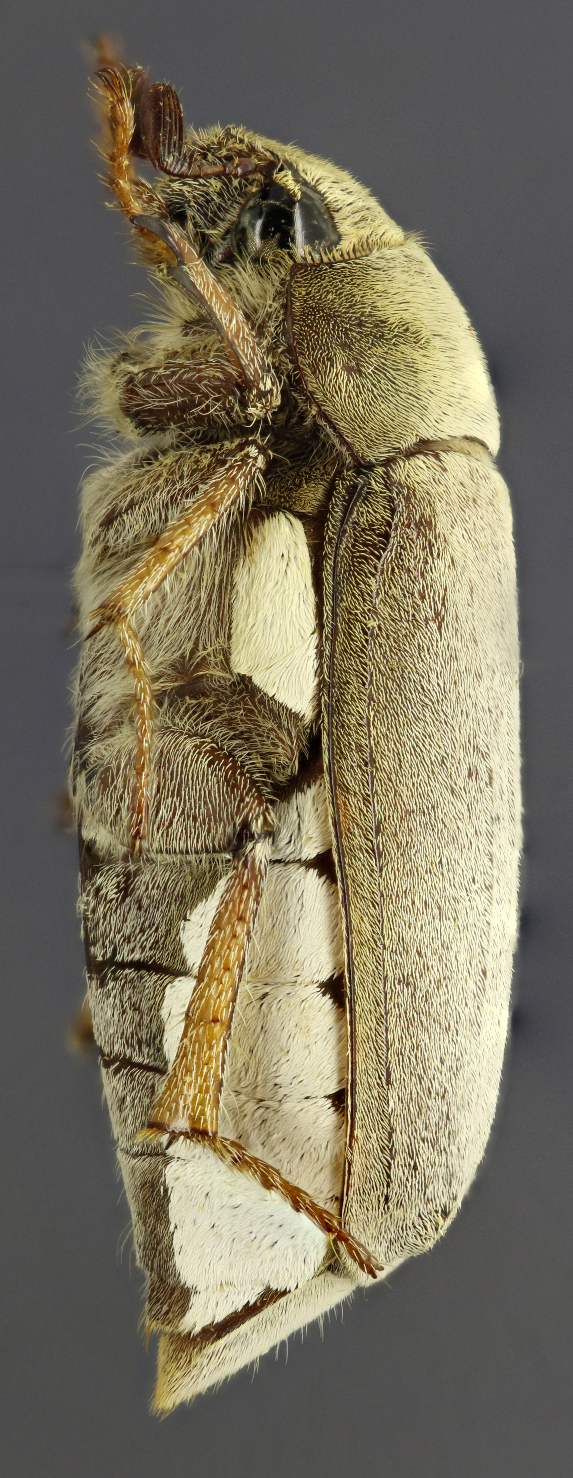 Clypeolontha bertiae L