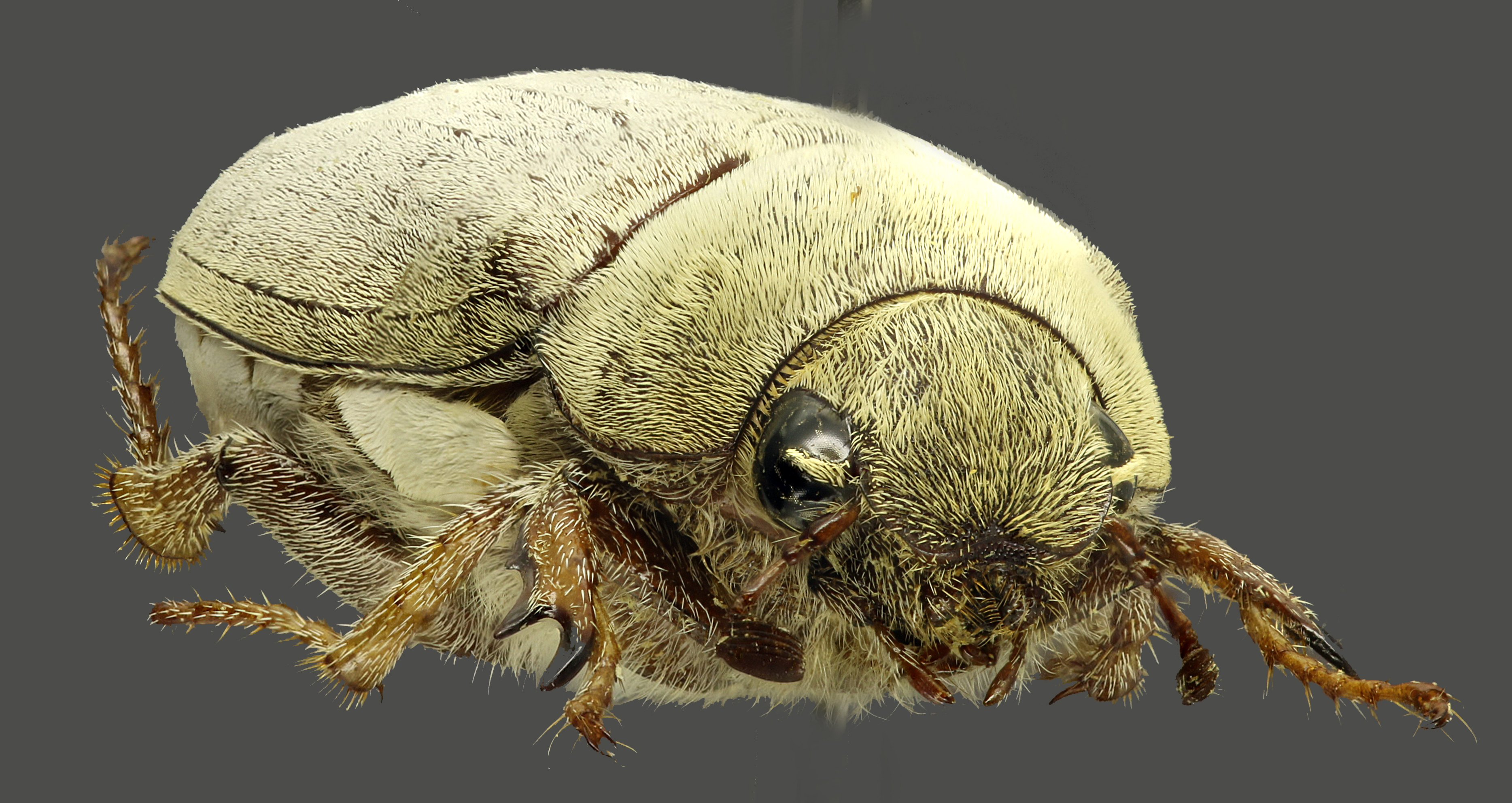 Clypeolontha bertiae F