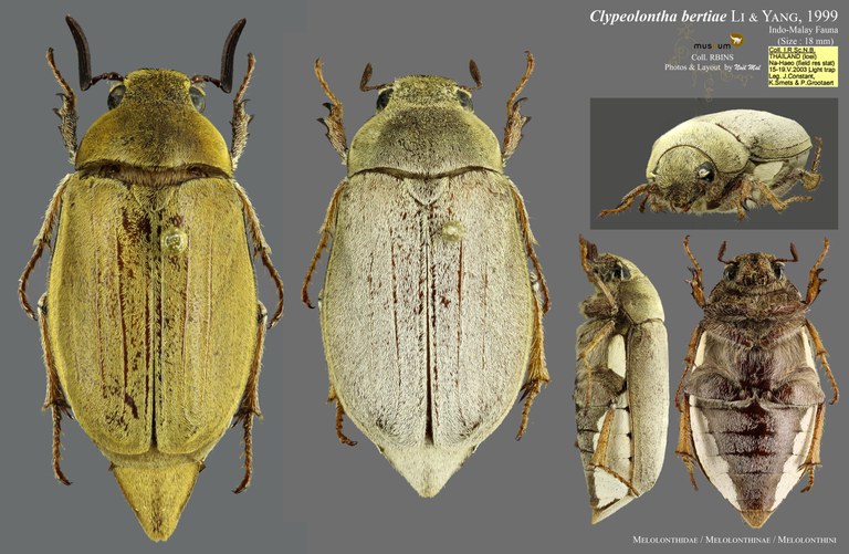Clypeolontha bertiae overview Clypeolontha bertiae overview