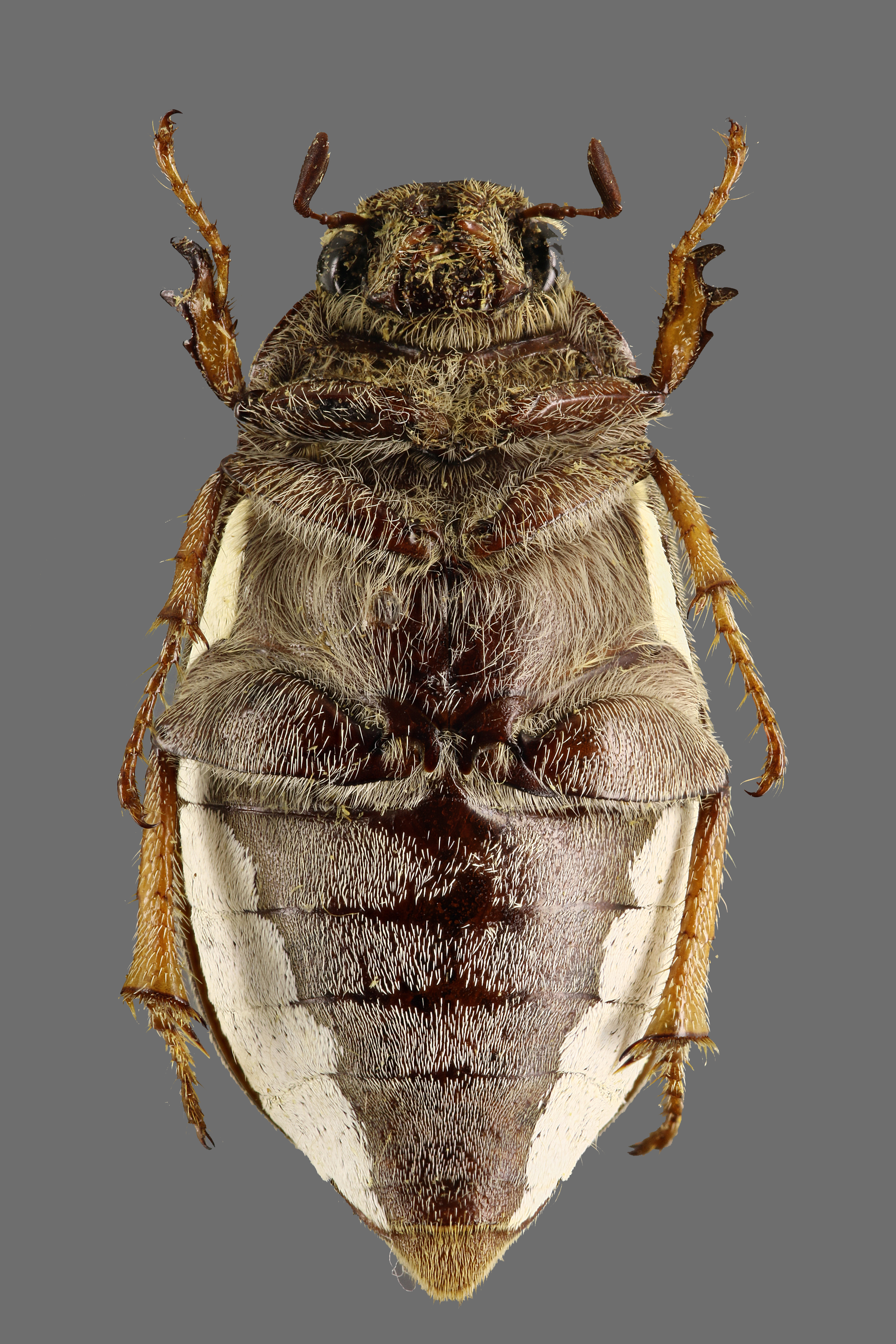 Clypeolontha bertiae V