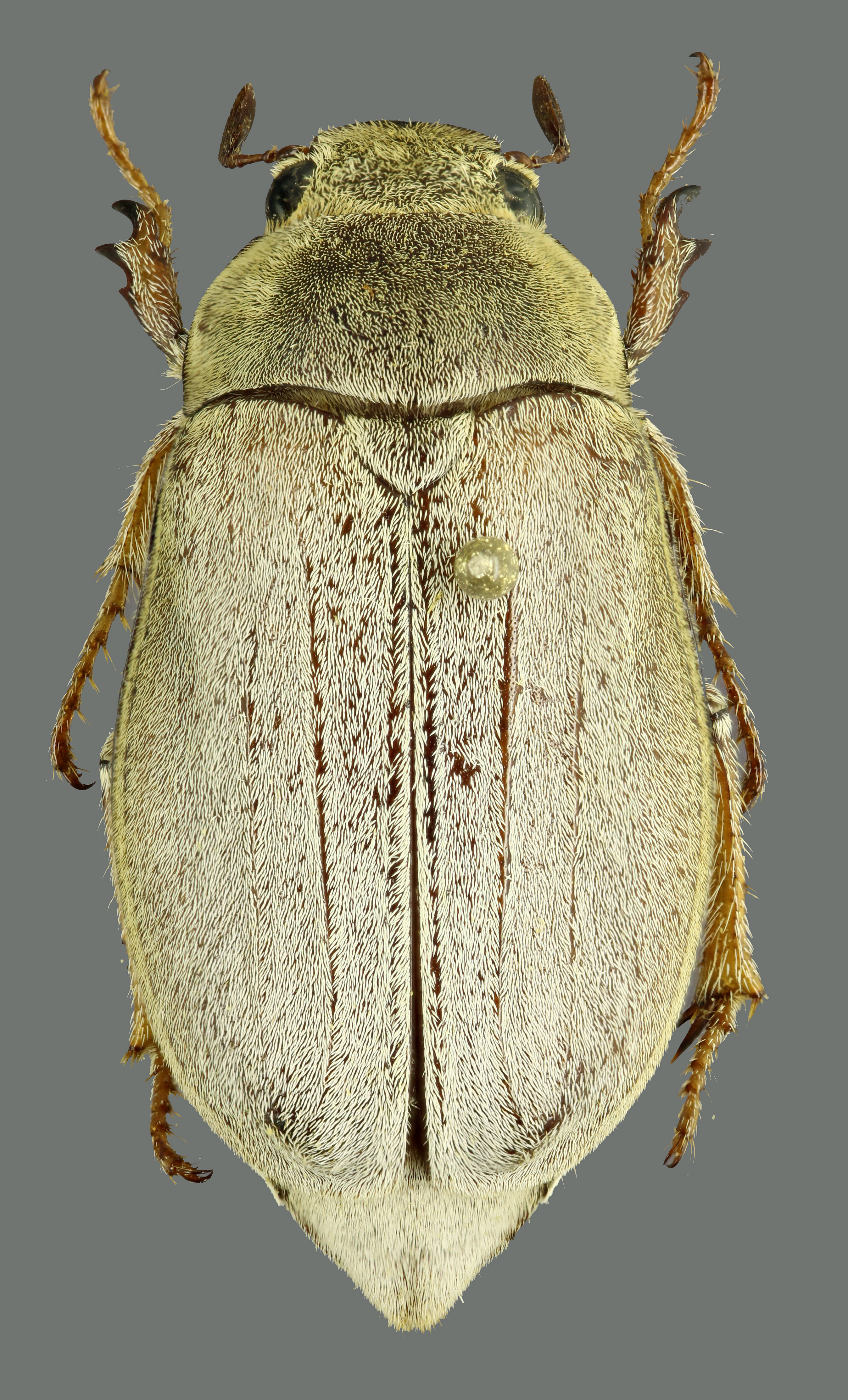 Clypeolontha bertiae D