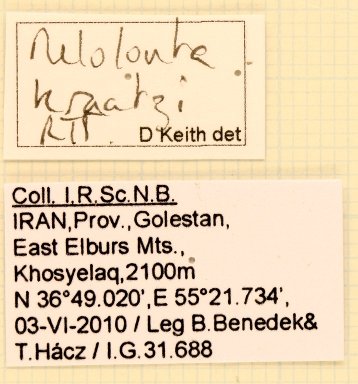 Melolontha kraatzi labels