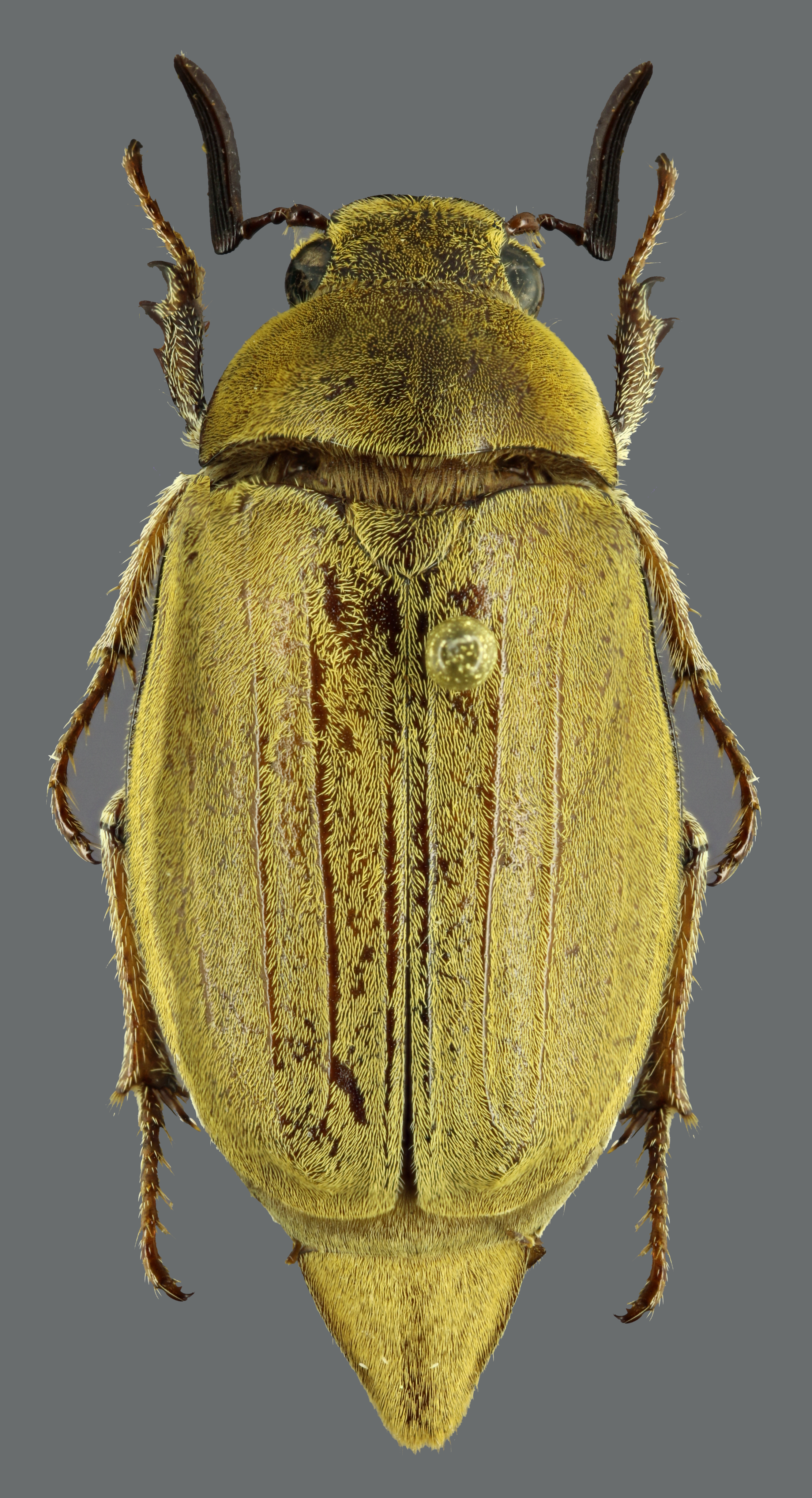 Clypeolontha bertiae D