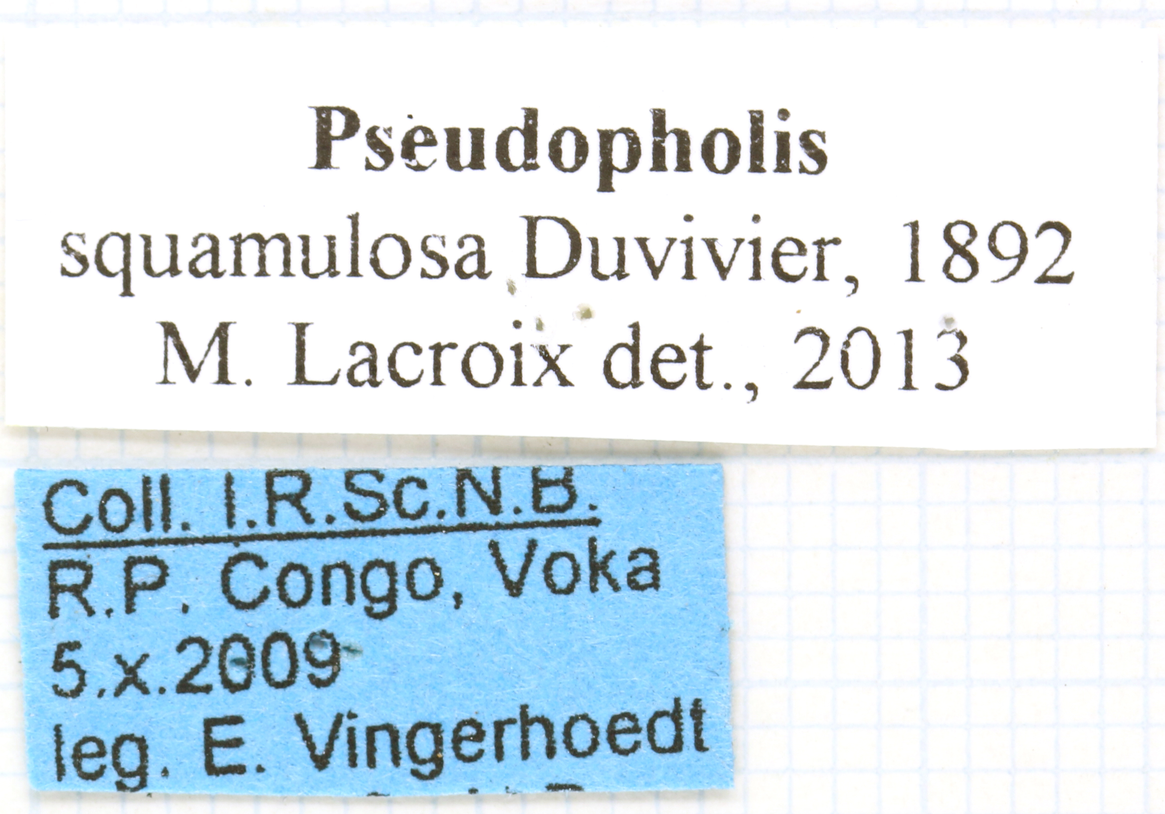 Pseudopholis squamulosa labels