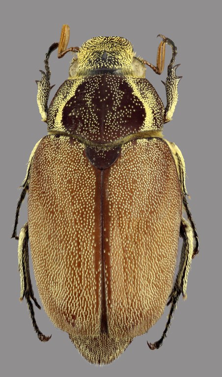 Afrolepis congoensis D Afrolepis congoensis D