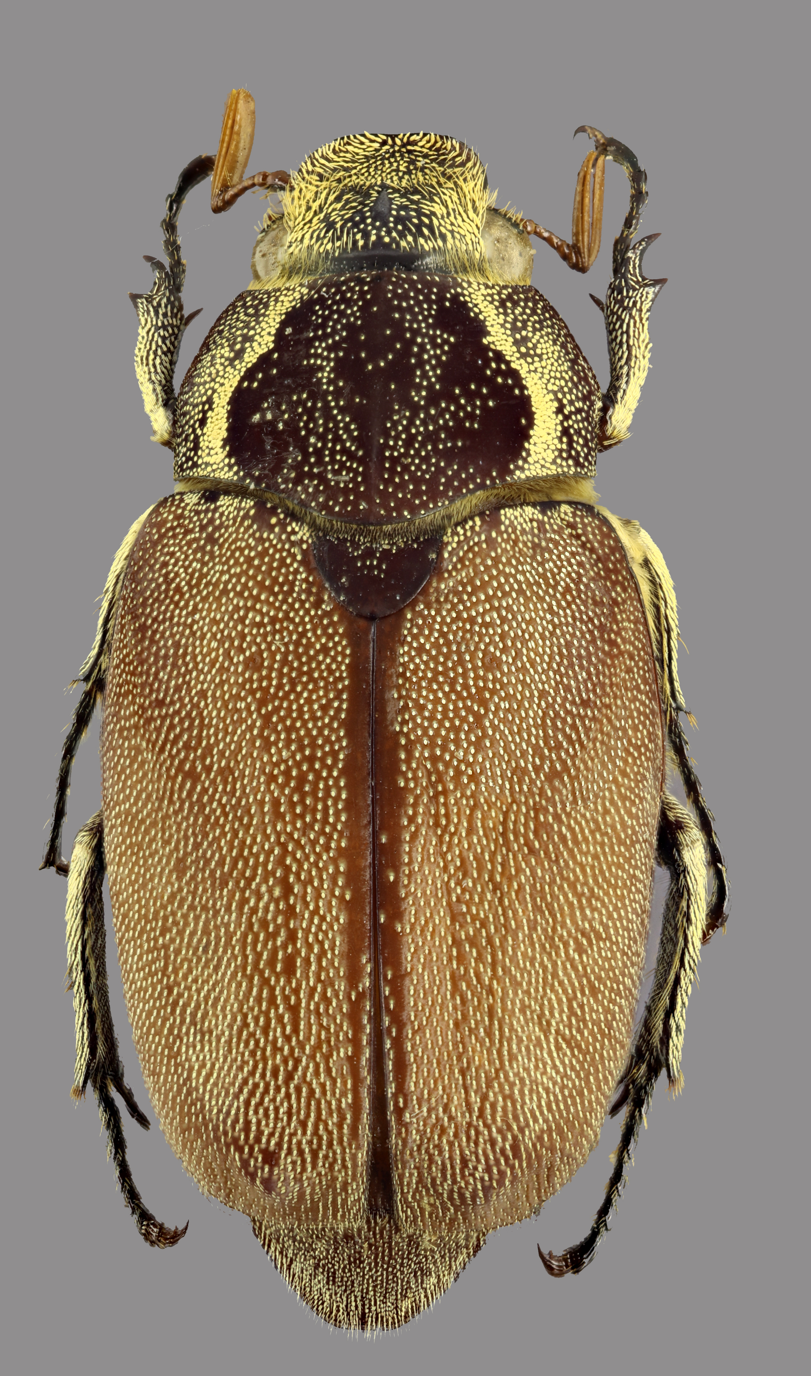 Afrolepis congoensis D