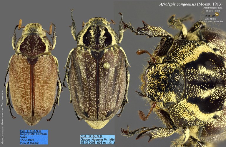 Afrolepis congoensis Overview Afrolepis congoensis Overview