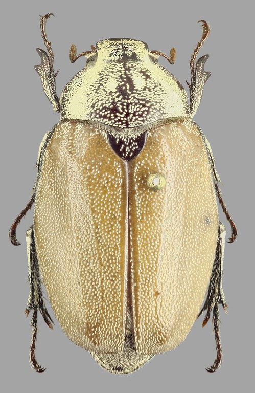 Afrolepis kivuensis D Afrolepis kivuensis D