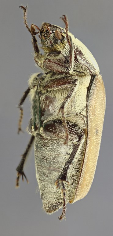 Afrolepis kivuensis L Afrolepis kivuensis L