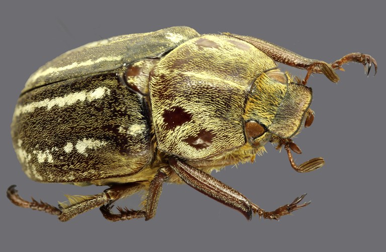 Anoxia orientalis F