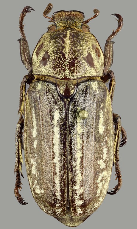 Anoxia orientalis D