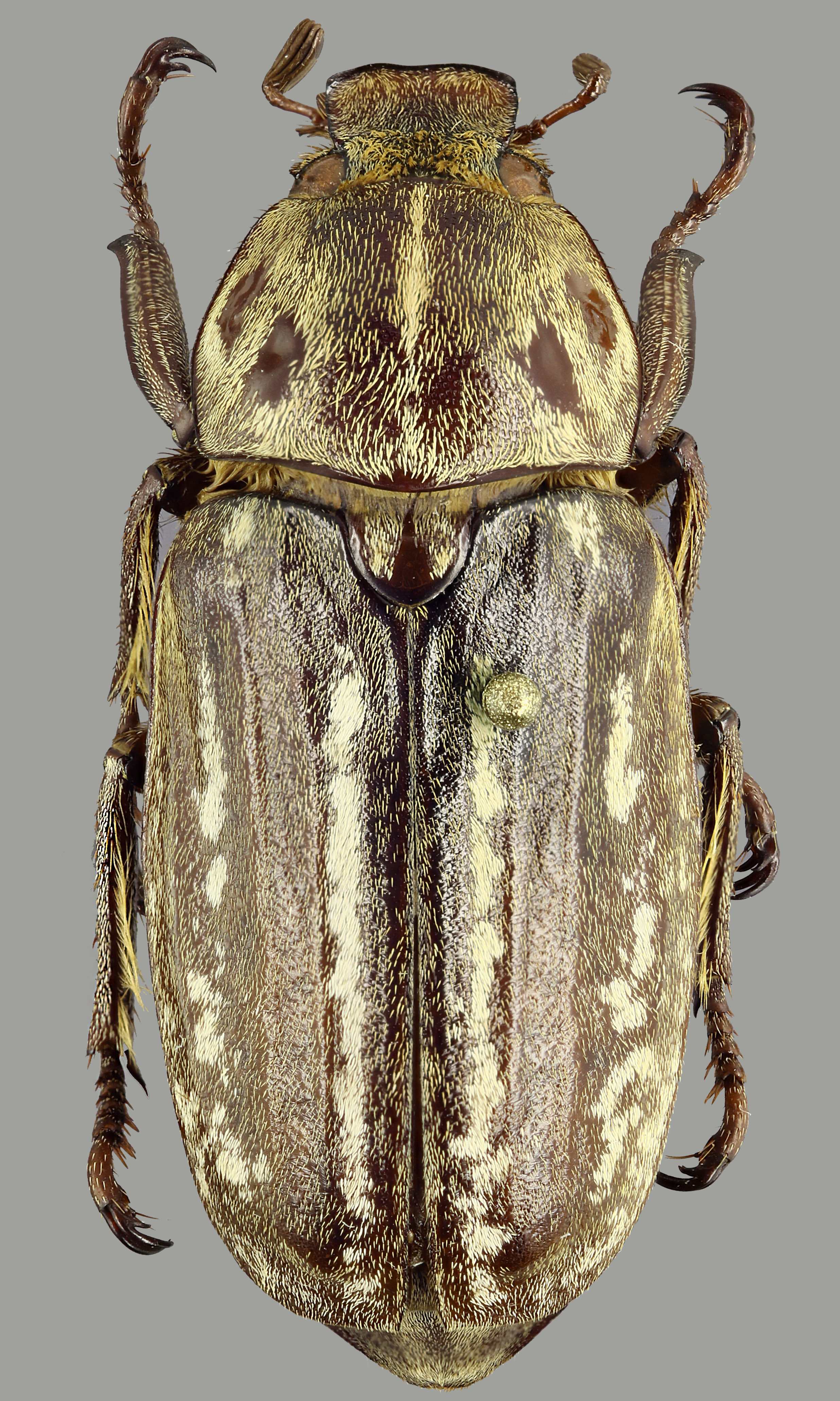 Anoxia orientalis D