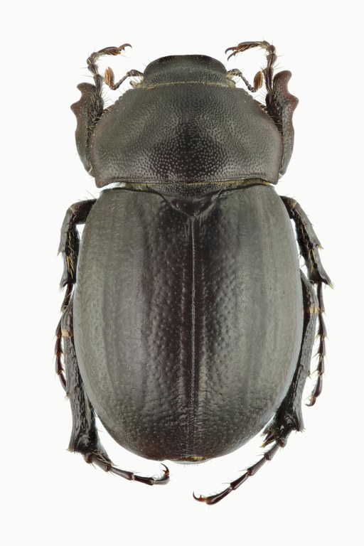 Geotrogus olcesii 60916zs39.jpg Geotrogus olcesii 60916zs39.jpg