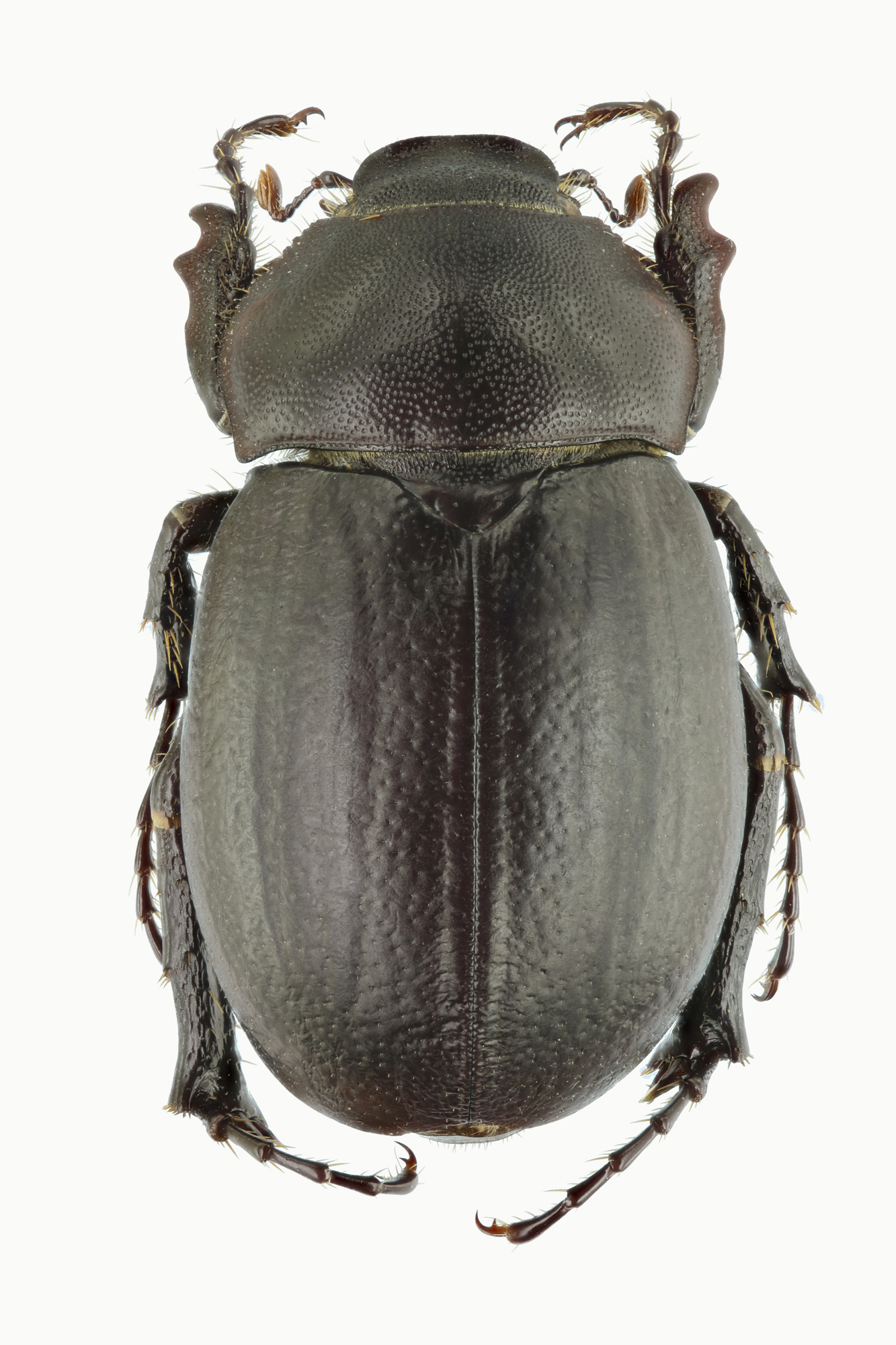 Geotrogus olcesii 60916zs39.jpg