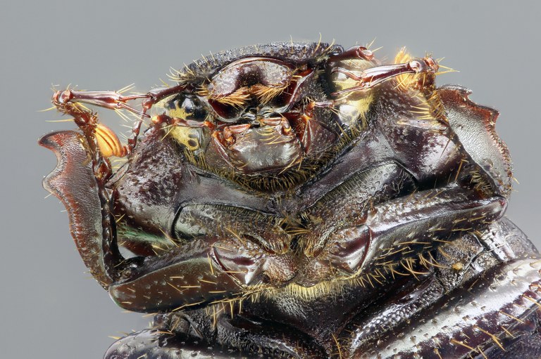 Geotrogus olcesii 60941zs94.jpg Geotrogus olcesii 60941zs94.jpg