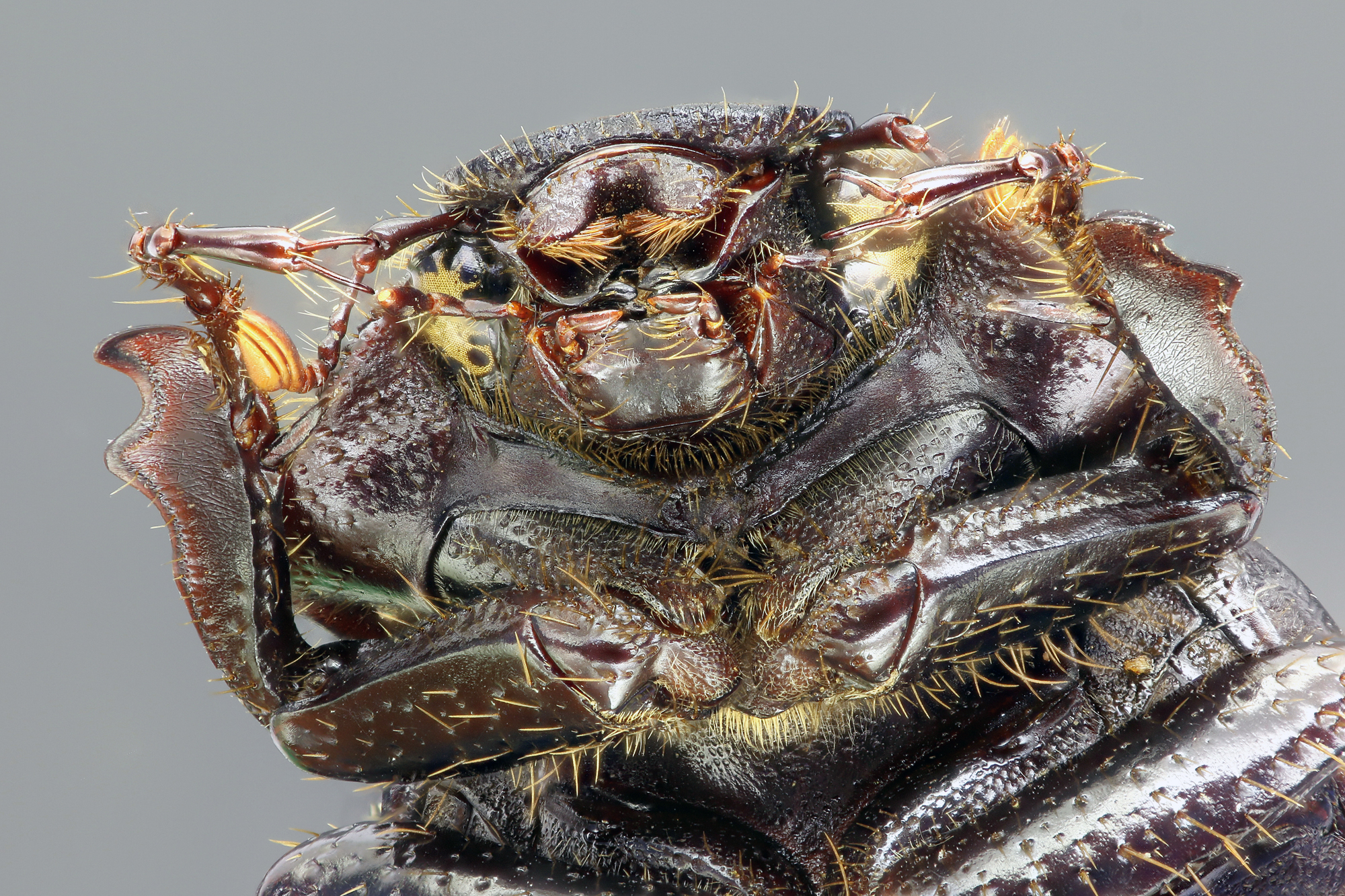 Geotrogus olcesii 60941zs94.jpg