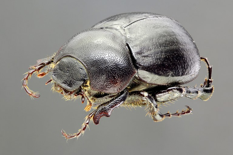 Geotrogus olcesii 60995zs28.jpg Geotrogus olcesii 60995zs28.jpg