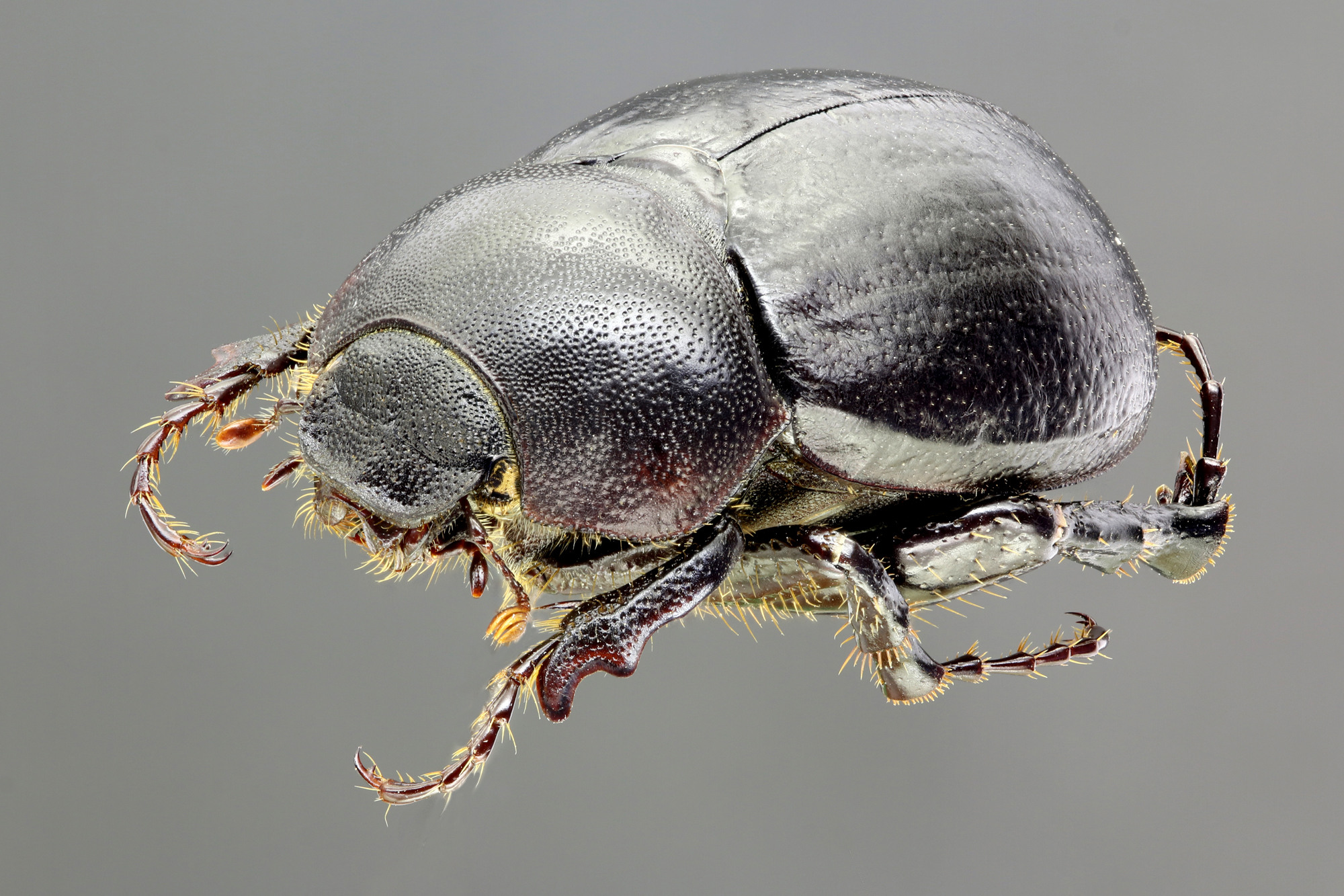 Geotrogus olcesii 60995zs28.jpg