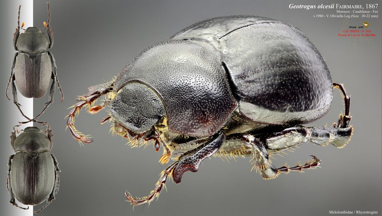 Geotrogus olcesii.jpg Geotrogus olcesii.jpg