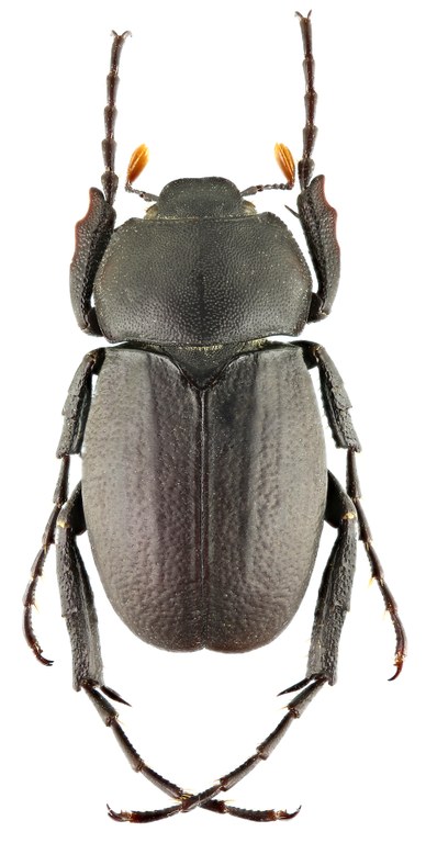 Geotrogus olcesii 60897zs34.jpg Geotrogus olcesii 60897zs34.jpg