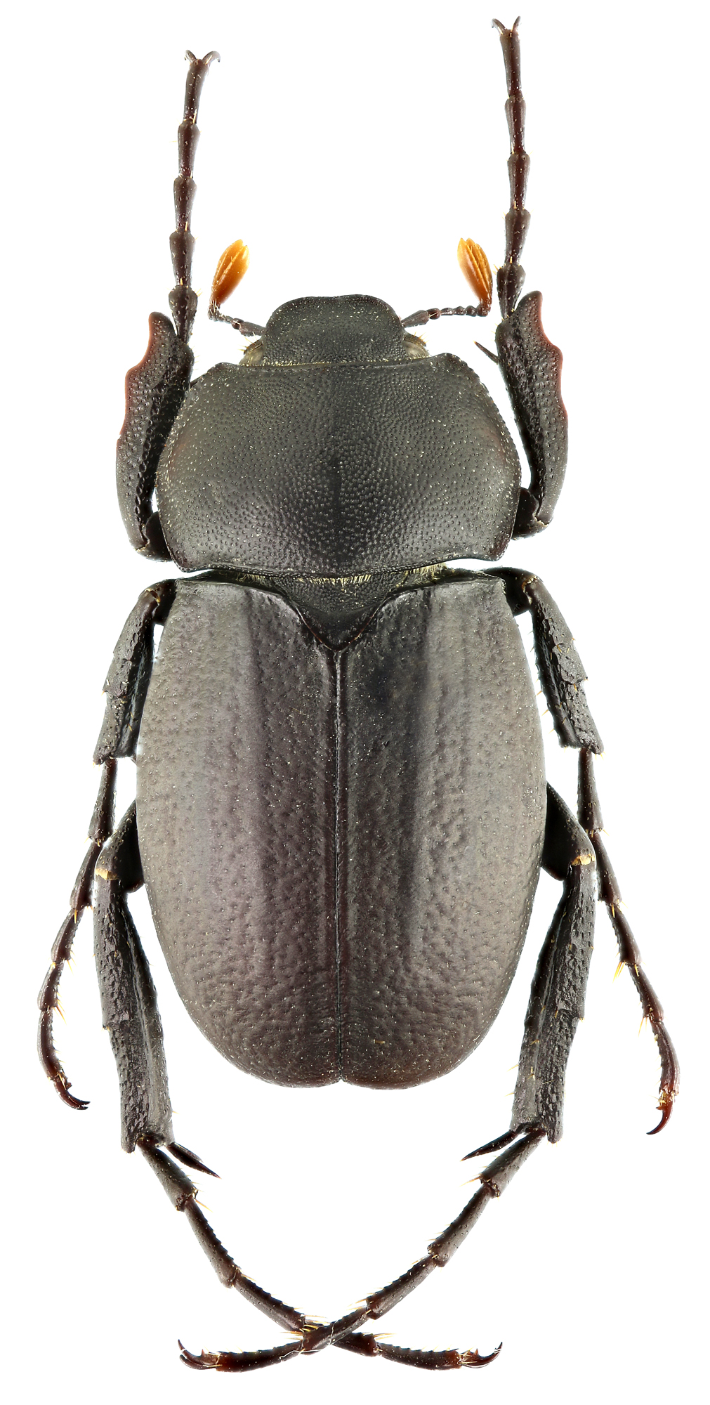 Geotrogus olcesii 60897zs34.jpg