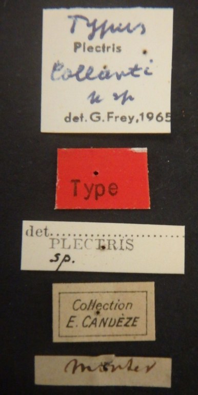 Pectris collarti t Lb.JPG Pectris collarti t Lb.JPG