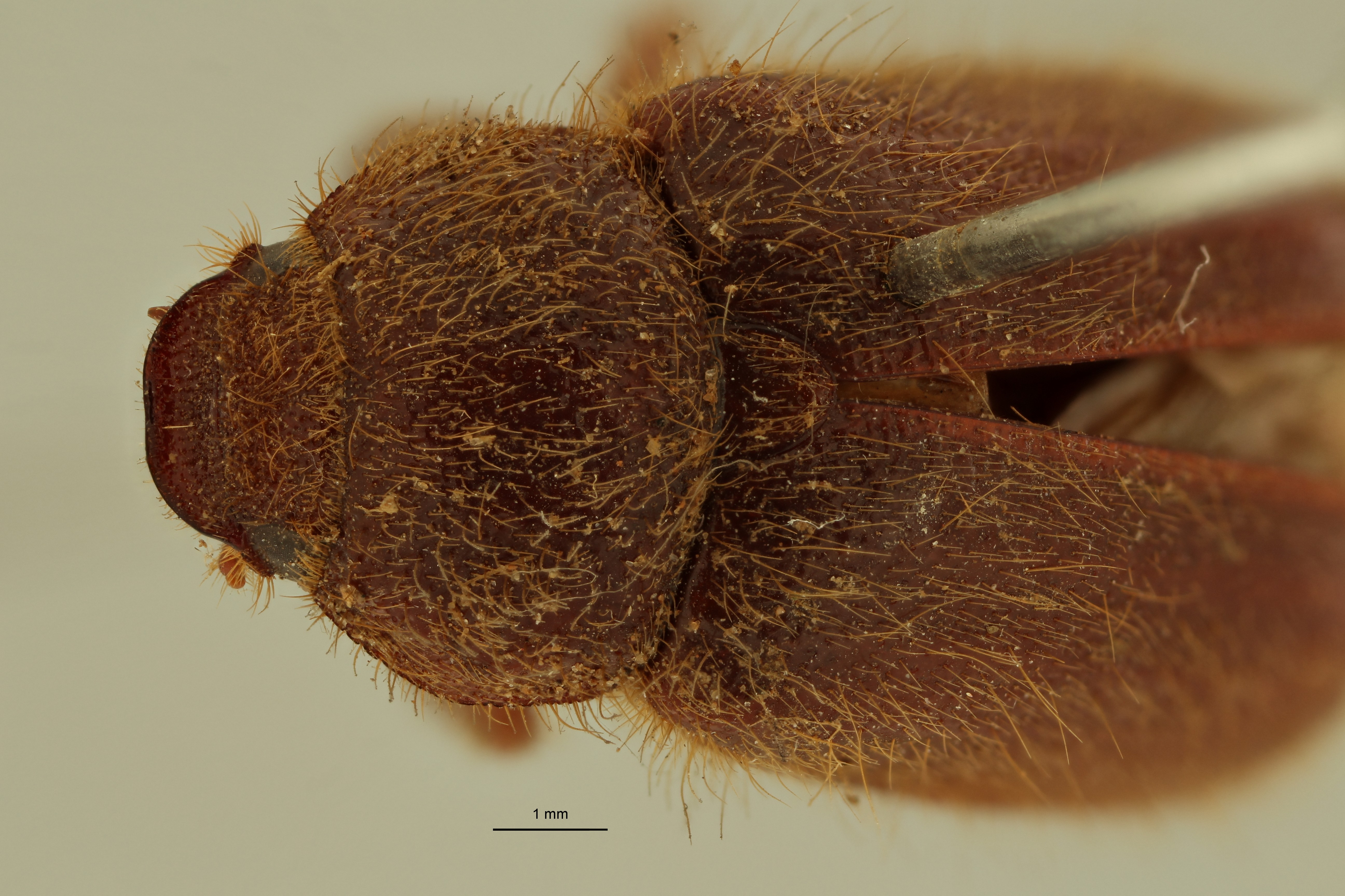 Plectris collarti t Clyp Pron D ZS PMax Scaled.jpeg