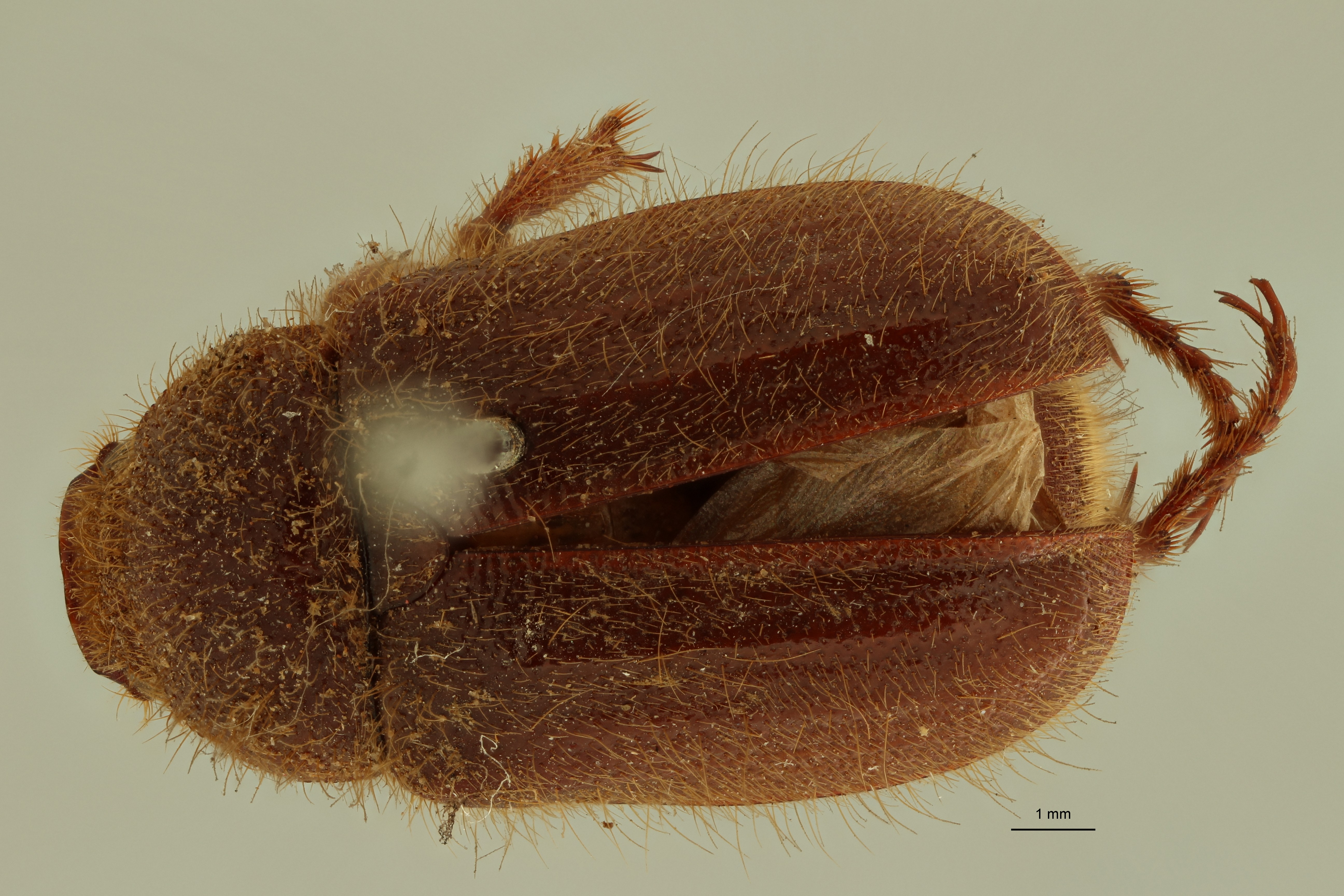 Plectris collarti t D ZS PMax Scaled.jpeg