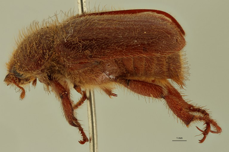 Plectris collarti t L ZS PMax Scaled.jpeg Plectris collarti t L ZS PMax Scaled.jpeg