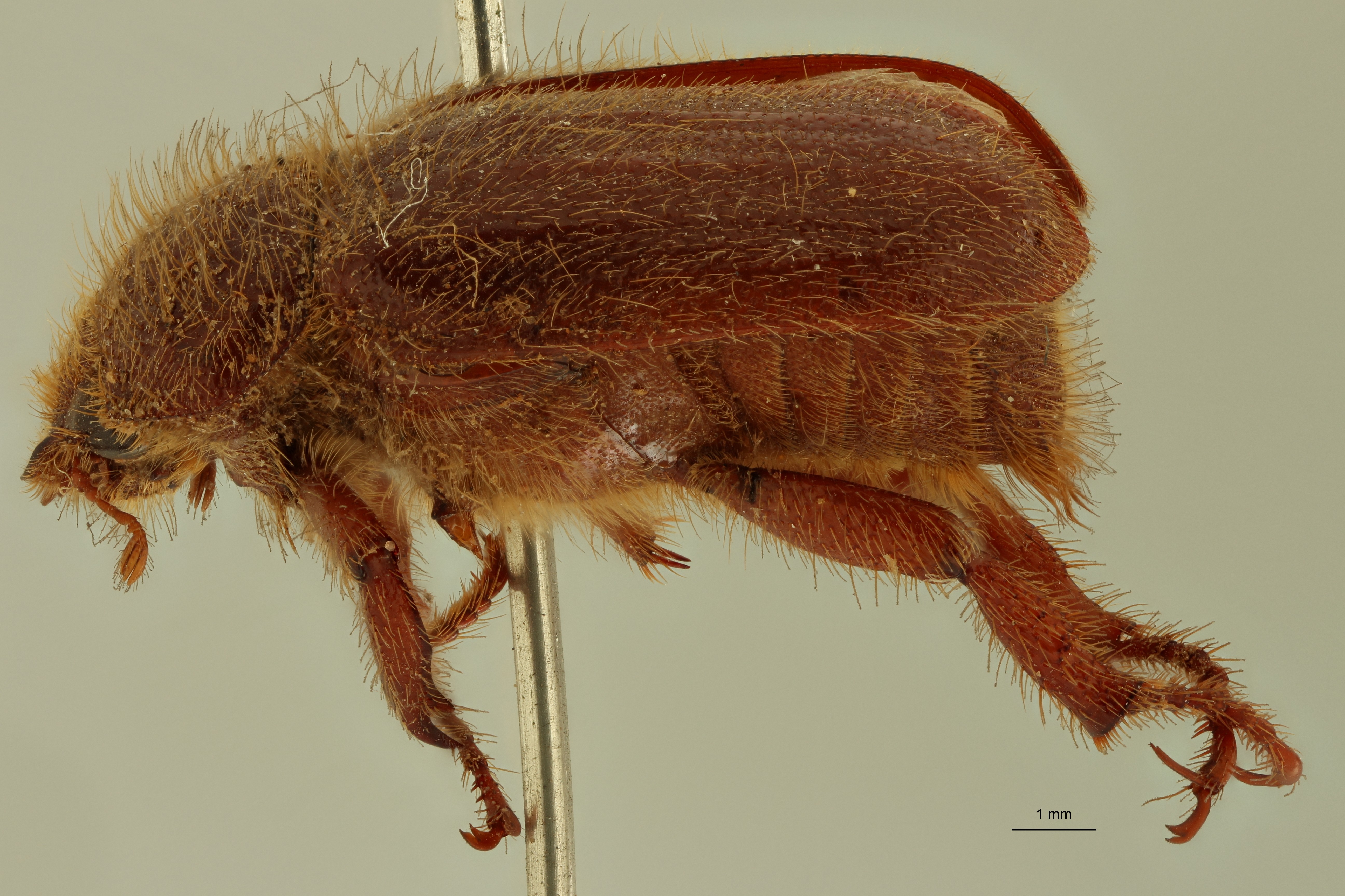 Plectris collarti t L ZS PMax Scaled.jpeg
