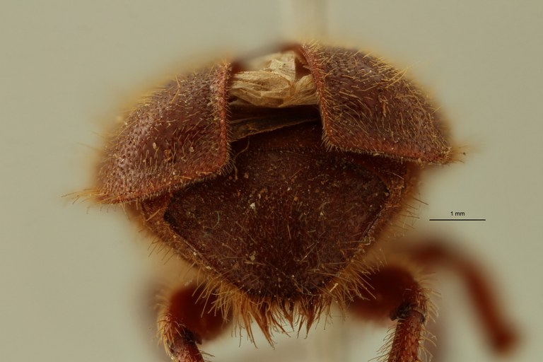 Plectris collarti t Pyg ZS PMax Scaled.jpeg Plectris collarti t Pyg ZS PMax Scaled.jpeg